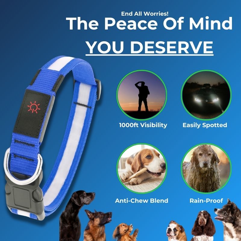 LED Safety Collar