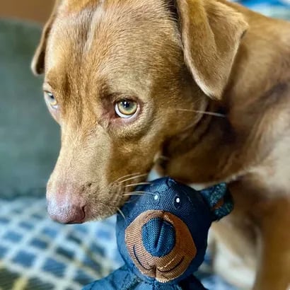 Unbreak-Bear | Indestructable Dog Chew Toy