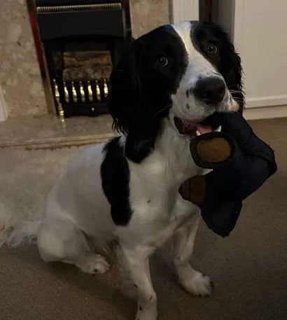 Unbreak-Bear | Indestructable Dog Chew Toy