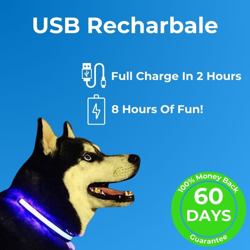 LED Safety Collar