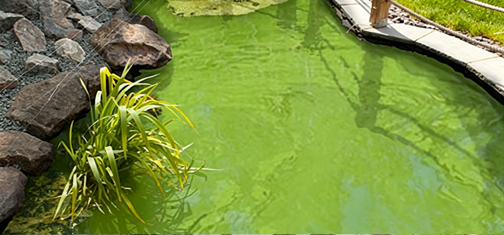 Before water appearance — source pond comparison