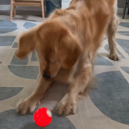 A dog playing with the bouncing pet ball